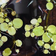 残り80匹　ミックス　メダカ　1匹50円〜の画像