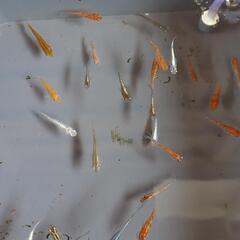 残り80匹　ミックス　メダカ　1匹50円〜の画像