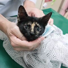 【かわいい】子猫を保護しました（♀さび猫ビー）3/6