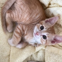 茶トラ猫里親募集