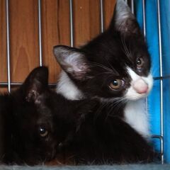 【かわいい】子猫を保護しました（♂ハチワレはわちゃん）4/6