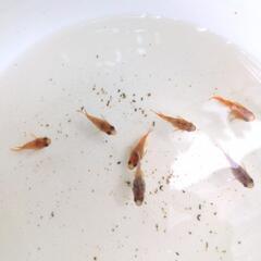 めだか　メダカ　三色ダルマ　有精卵の画像
