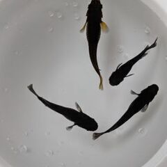 キレイな品種改良メダカ!アクアリウムやビオトープにオススメ。の画像