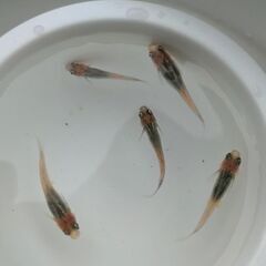キレイな品種改良メダカ!アクアリウムやビオトープにオススメ。の画像