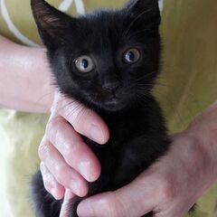 【かわいい】子猫を保護しました（♀黒猫クロエ）2/6 − 滋賀県