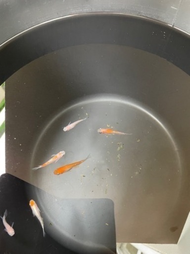メダカもらってください