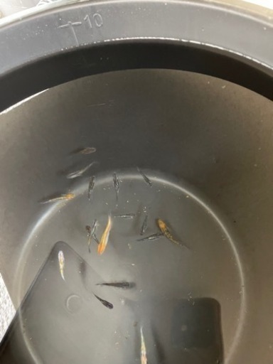 メダカもらってください