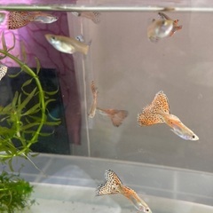 レッドグラスグッピーの画像