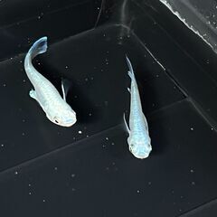 【プラチナ幹之】メダカ 生後約1年 約3.5cm お選びください