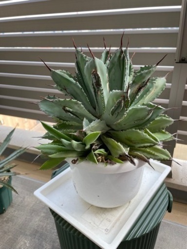 【あんしん決済】アガベ　キュービック①