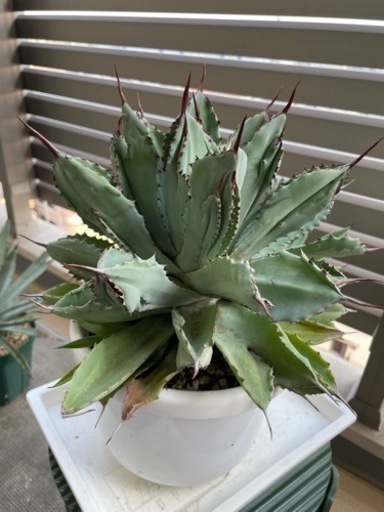 【あんしん決済】アガベ　キュービック①