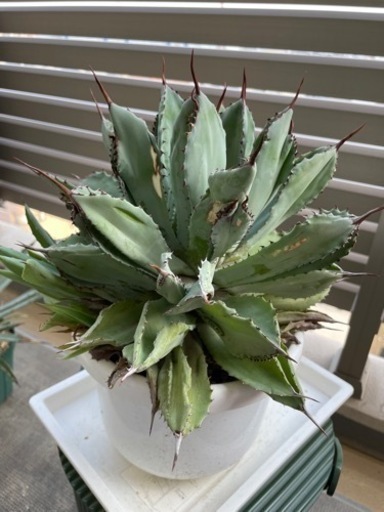 【あんしん決済】アガベ　キュービック①