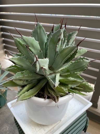 【あんしん決済】アガベ　キュービック①