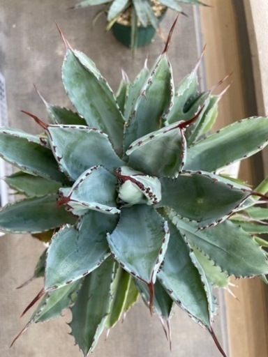 【あんしん決済】アガベ　キュービック①