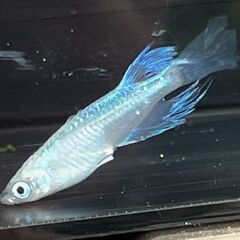 【青蝶/良質】メダカ　ヒレ長/生後約1年/体長3cm/幹幸/メダカ