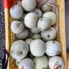 採れたてメロン