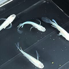 【青蝶/通常】メダカ ヒレ長/生後約1年/体長3cm/幹幸/メダカ