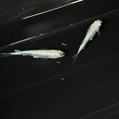 【幹之 強光】メダカ 生後約1年 約3.5cm お選びください