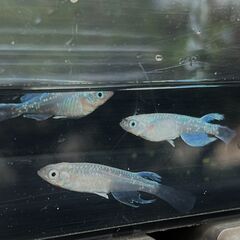 【幹之 強光 ヒレ長】メダカ 生後約1年 約3.5cm お選びください