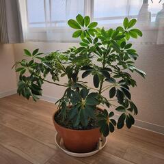 観葉植物カポック