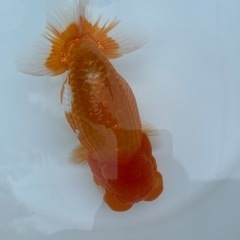 協会系 らんちゅう　雌三歳魚