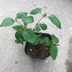 キャットテール メメ 鉢ごと