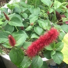 キャットテール メメ 鉢ごとの画像