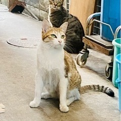 可愛いチャトラ　去勢済み　予防接種済み