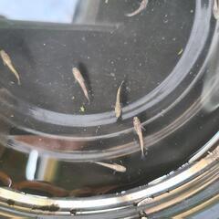 メダカ　北辻美虎　稚魚　+北辻美虎ヒレ長 雄