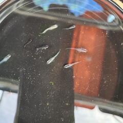 メダカ　スーパーラメファンタRLF　稚魚