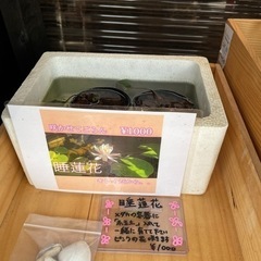 メダカ無人販売❗️ 再出品と新品種　早い者勝ち❗️ − 愛知県