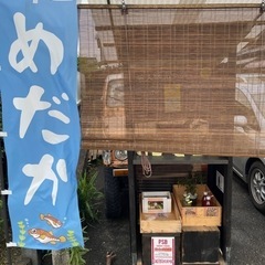 メダカ無人販売❗️ 再出品と新品種　早い者勝ち❗️ - 豊田市