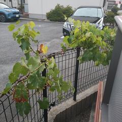 ぶどうの木（巨峰）の画像