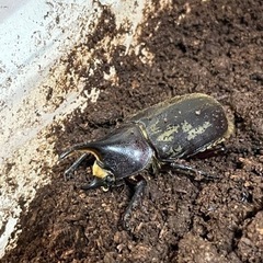 ヘラクレスオオカブト　カブトムシ