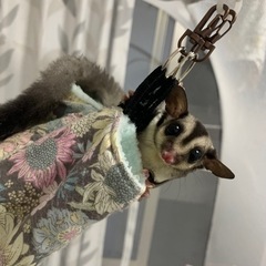 フクロモモンガ クラシック︎︎ ♀