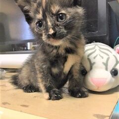 とても愛らしいサビの仔！生後2か月。性格が良く飼いやすい仔です。