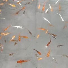 ミックスめだかの画像