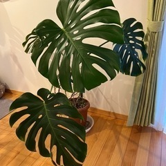 ③モンステラ高さ120㎝　横110㎝の画像