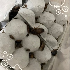 デュビア 成虫 ☆おまけ付き(^^)/