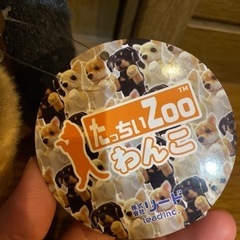 たっちぃzoo わんこ ダックスフントの画像