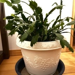 シャコバサボテン　高さ50㎝弱。横50㎝弱。