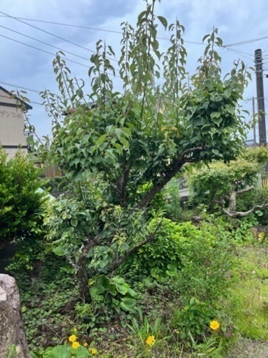 【確定】🌱日本庭園　樹木②