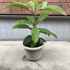 びわの木 鉢植え