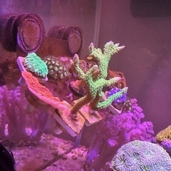 ウスコモンサンゴ フラグの画像