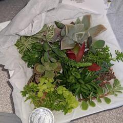 多肉植物　品種色々詰合せ　⑦の画像