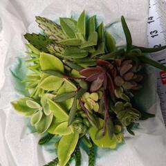 多肉植物　品種色々詰合せ　⑦
