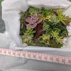 多肉植物　品種色々詰合せ　⑦の画像