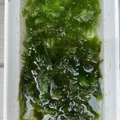 マツモ　山盛り　水草　めだかやエビの隠れ家にの画像