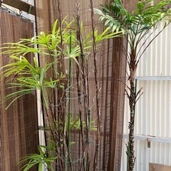［取引終了］観葉植物　大型2個セット