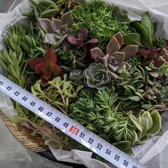 多肉植物　品種色々詰合せ　⑦の画像